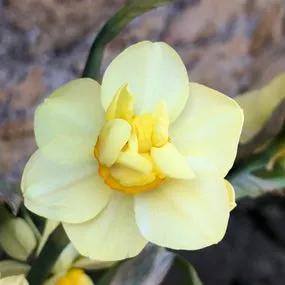 Yellow Cheerfulness Daffodil (Narcissus Yellow Cheerfulness) Hero Img